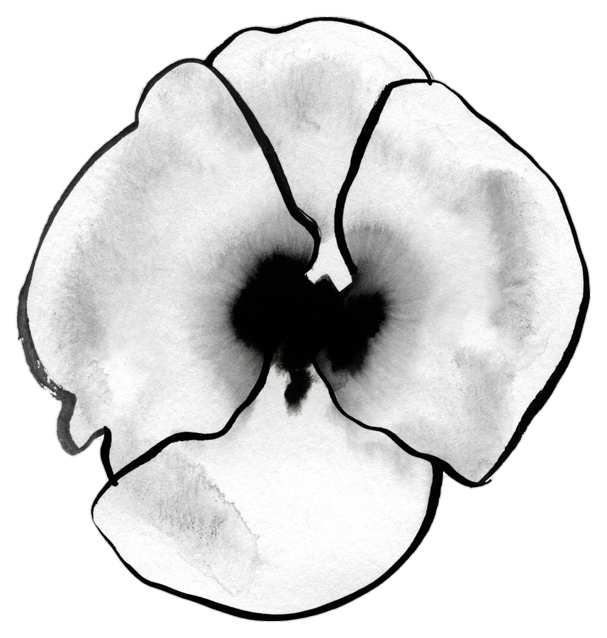 Poppy — ink spot illustration